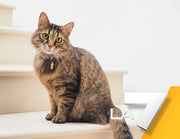 Amarsi un po': un viaggio nel mondo felino