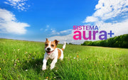 Aura+: Innovazione nella Conservazione del Cibo Secco per Animali