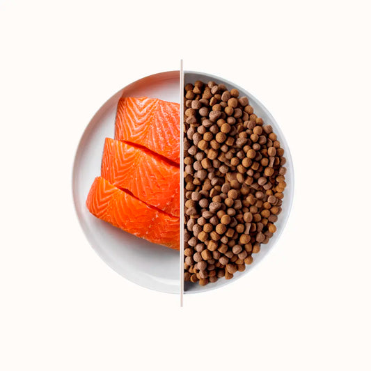 Top Salmon - Gusto Salmone, cibo secco  completo formulato per il mantenimento di cani adulti di taglia grande - 20 kg
